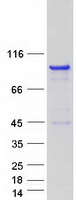 Coomassie blue staining of purified RAB11FIP4 protein