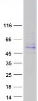 protq86yt9 jaml human recombinant protein