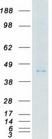 protq86yv6 mylk4 human recombinant protein