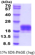 3ug by SDS-PAGE under reducing condition and visualized by coomassie blue stain.