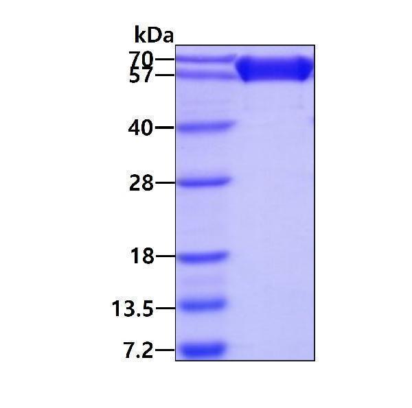 3ug by SDS-PAGE under reducing condition and visualized by coomassie blue stain