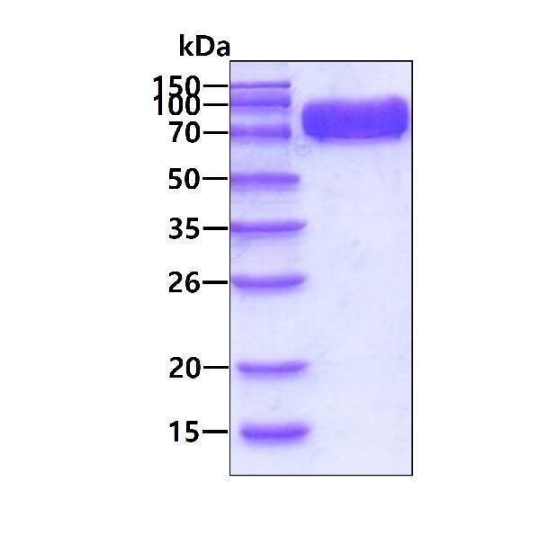 3ug by SDS-PAGE under reducing condition and visualized by coomassie blue stain