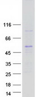 protq8iu89 lass3 cers3 human recombinant protein