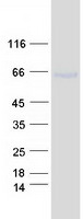 protq8iuc8 galnt13 human recombinant protein