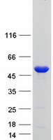 Coomassie blue staining of purified RIOX2 protein