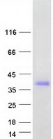 Coomassie blue staining of purified CLEC10A protein