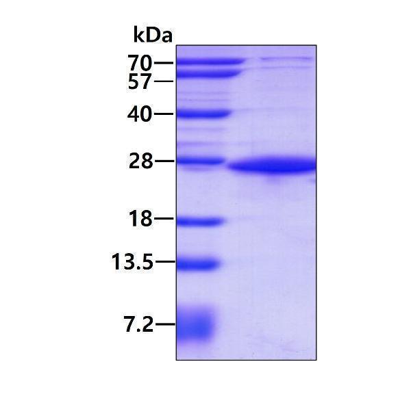 3ug by SDS-PAGE under reducing condition and visualized by coomassie blue stain