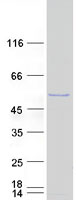 Coomassie blue staining of purified SPATA2L protein