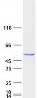 Coomassie blue staining of purified TBC1D10C protein