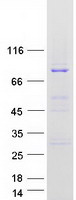 Coomassie blue staining of purified RASGRP3 protein