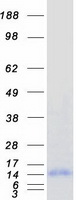 protq8iva1 pcp2 human recombinant protein