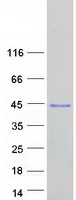 protq8ivb5 lix1l human recombinant protein