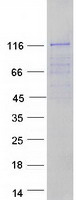 Coomassie blue staining of purified FMNL3 protein