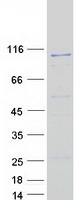 protq8ivu3 herc6 human recombinant protein