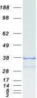Coomassie blue staining of purified GID4 protein
