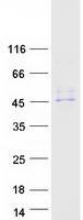 Coomassie blue staining of purified SERPINA12 protein