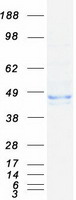 Coomassie blue staining of purified WDFY1 protein