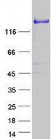 protq8iwe5 plekhm2 human recombinant protein