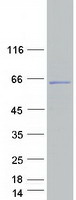 protq8iwf9 ccdc83 human recombinant protein