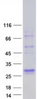 Coomassie blue staining of purified SFTPA1 protein