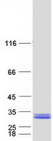 Coomassie blue staining of purified HSCB protein