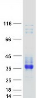 Coomassie blue staining of purified SCN4B protein