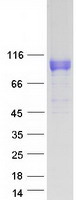 Coomassie blue staining of purified LRRC8A protein