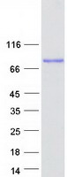 protq8iwz3 ankhd1 human recombinant protein