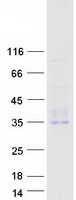 Coomassie blue staining of purified CD302 protein