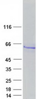 protq8ix90 ska3 human recombinant protein