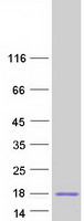 protq8ixa5 spaca3 human recombinant protein