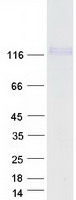 protq8ixh8 cadherin like 26 cdh26 human recombinant protein