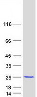 protq8ixl7 msrb3 human recombinant protein
