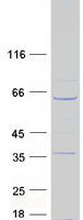 protq8ixm7 odf3l1 human recombinant protein