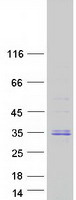 protq8ixq3 c9orf40 human recombinant protein