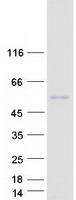 protq8iy84 nim1k human recombinant protein