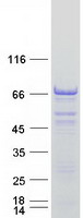 protq8iyb4 pex5 related protein pex5l human recombinant protein