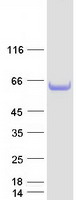 protq8iyb5 smap1 human recombinant protein