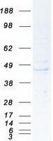 protq8iyk8 rem2 human recombinant protein