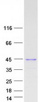 protq8iyl3 c1orf174 human recombinant protein