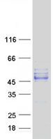 Coomassie blue staining of purified SEPTIN12 protein