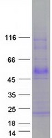 Coomassie blue staining of purified TMEFF1 protein