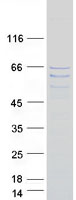 protq8iyx7 fam154a saxo1 human recombinant protein
