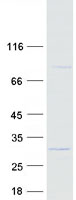 protq8iz16 c7orf61 human recombinant protein