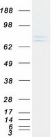 protq8iz52 chpf human recombinant protein