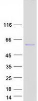 protq8iz63 prr22 human recombinant protein