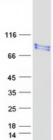Coomassie blue staining of purified RPUSD2 protein