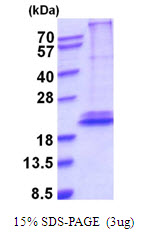 3ug by SDS-PAGE under reducing condition and visualized by coomassie blue stain