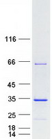 Coomassie blue staining of purified FAM9C protein