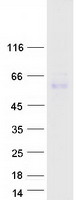 protq8j025 apcdd1 human recombinant protein